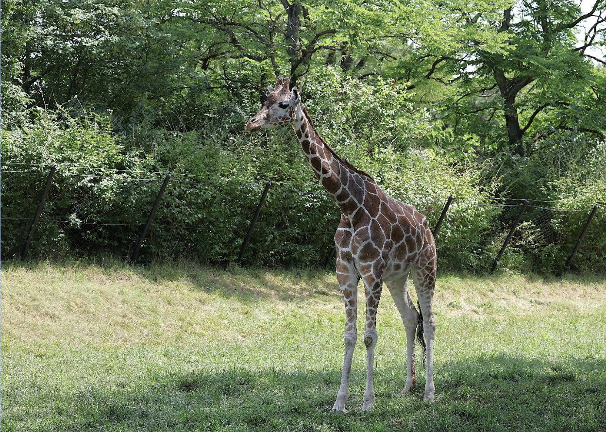 A Living Legacy – Vienna's Historic Schönbrunn Zoo